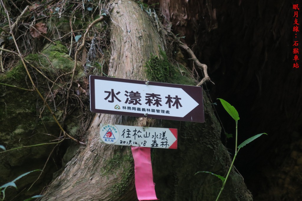 IMG_4662.JPG - 第二天：石猴遊憩區、松山、眠月神木、水漾森林20221028
