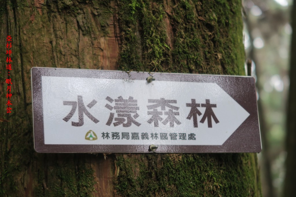 IMG_4730-1.JPG - 第二天：石猴遊憩區、松山、眠月神木、水漾森林20221028
