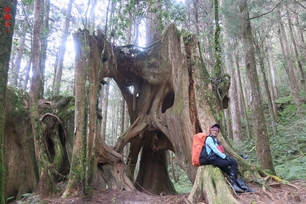 IMG_4721.JPG - 第二天：石猴遊憩區、松山、眠月神木、水漾森林20221028
