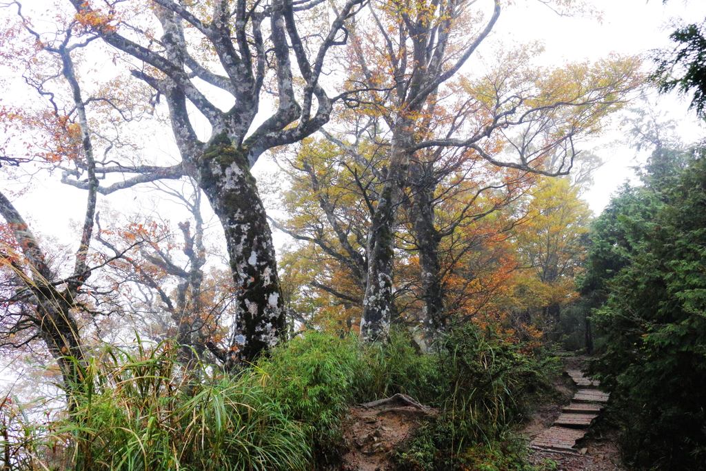 _MG_3218.JPG - 望洋山、翠峰湖環山步道、台灣山毛櫸步道、銅山來回走（二日行）第二天20211111
